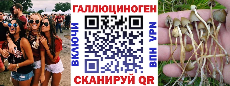 Псилоцибиновые грибы Psilocybe  Купить закладки  Горбатов 